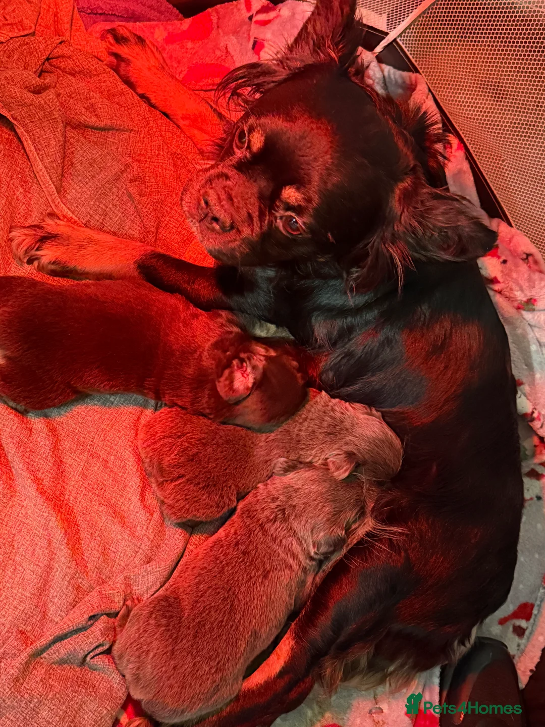 French Bulldog dogs for sale: BEAUTIFUL FLUFFY FRENCHIES💜 - Advert 2