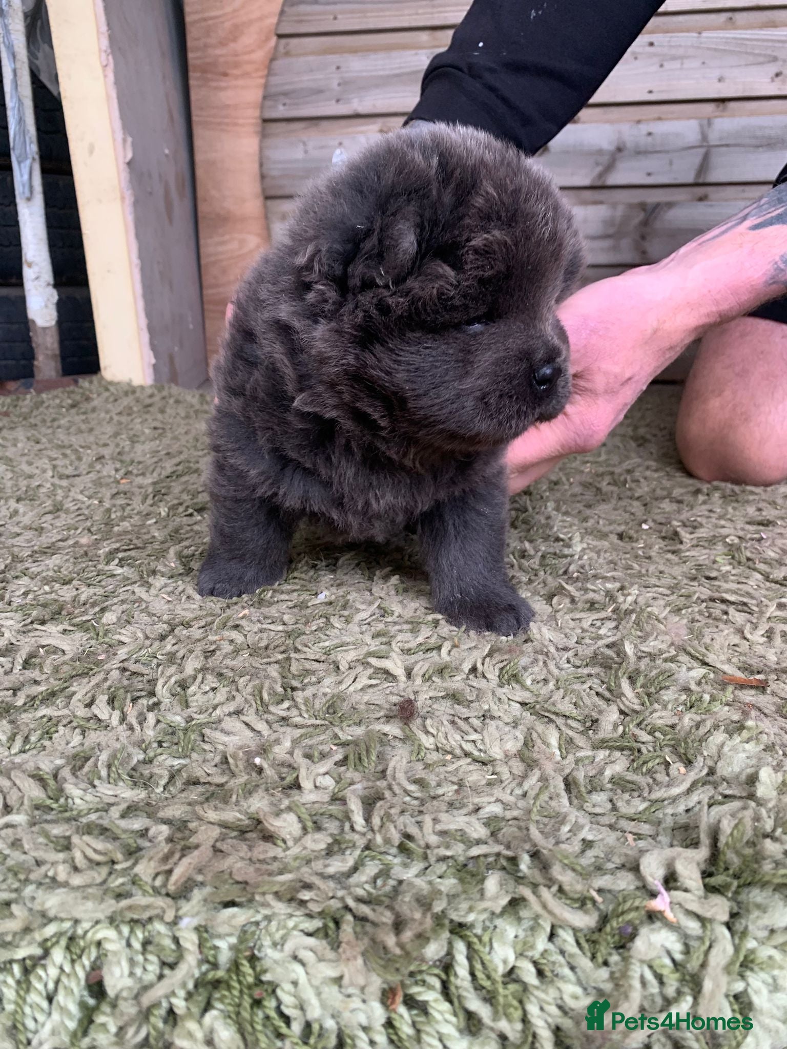 Chow Chow dogs for sale: Choclate/lilac Chow chow puppies - Advert 16