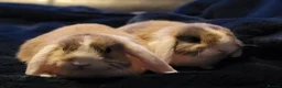 Mini Lop rabbits for sale: Adorable Mini Lops - Advert 7