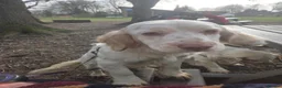 Clumber Spaniel dogs for sale: Working clumber spaniel girl  in Doncaster - Advert 3