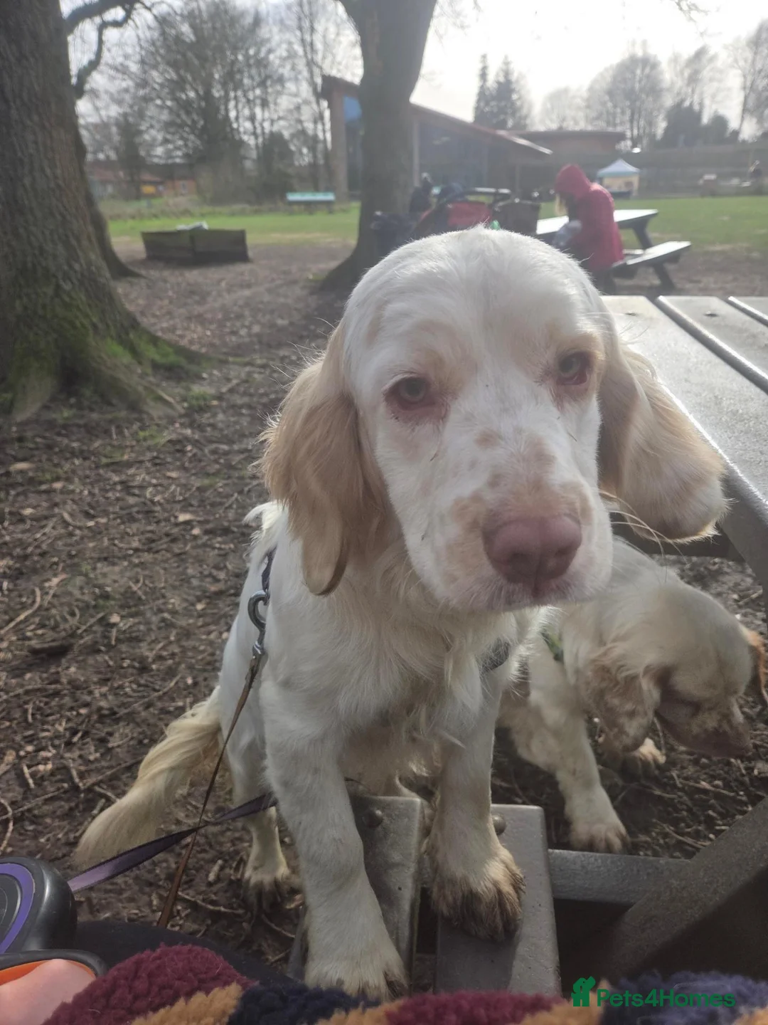 Clumber Spaniel dogs for sale: Working clumber spaniel girl  in Doncaster - Advert 3