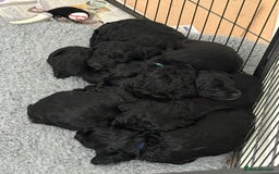 Mixed Breed dogs for sale: Sprockerpoo puppies.. Available from 11/10 - Image 5
