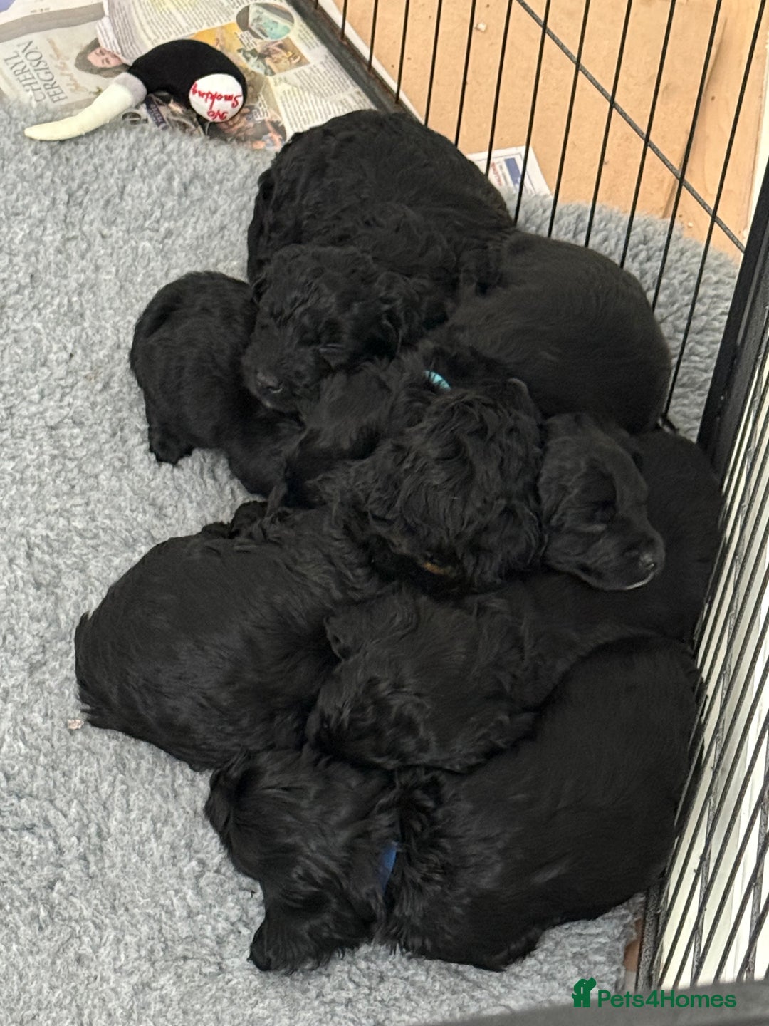 Mixed Breed dogs for sale: Sprockerpoo puppies.. Available from 11/10 - Image 5
