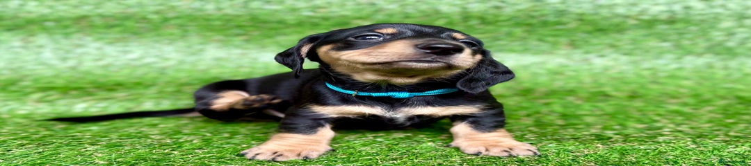 Dachshund Puppy 7