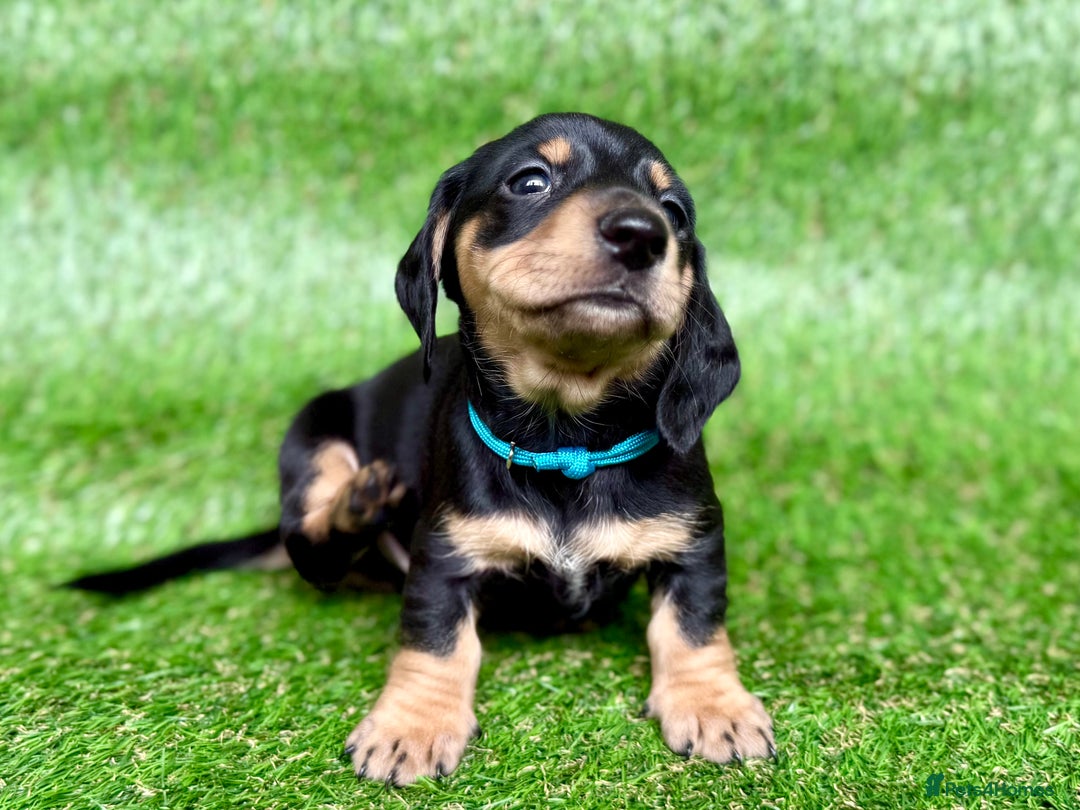 Dachshund dogs for sale: Black & Cream, Chocolate & Cream Dachshund Puppies - Image 7
