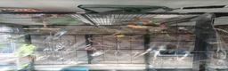 Parakeets birds for sale: Mixed indoor aviary closing in Preston - Advert 3