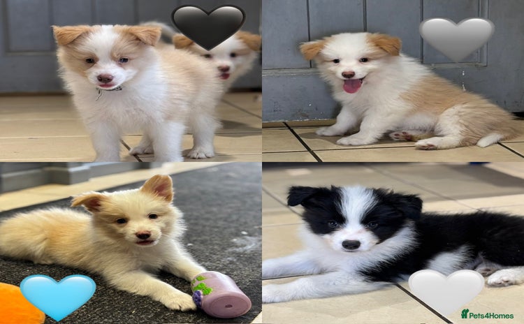 Border Collie dogs - Advert 1