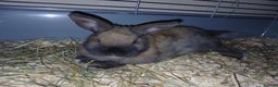 Mixed Breed rabbits for sale: 2 female rabbits and cage  - Advert 3