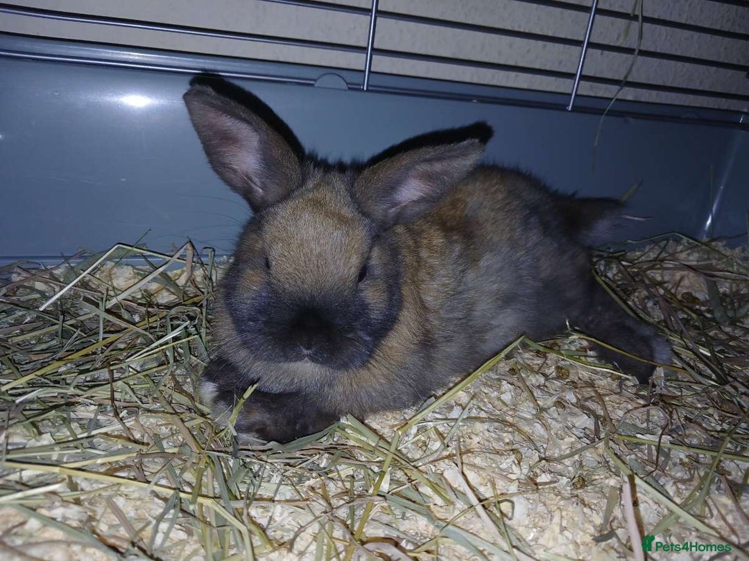 Mixed Breed rabbits for sale: 2 female rabbits and cage  - Advert 3