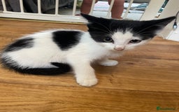 Mixed Breed cats for sale: Black and white kittens  - Image 6
