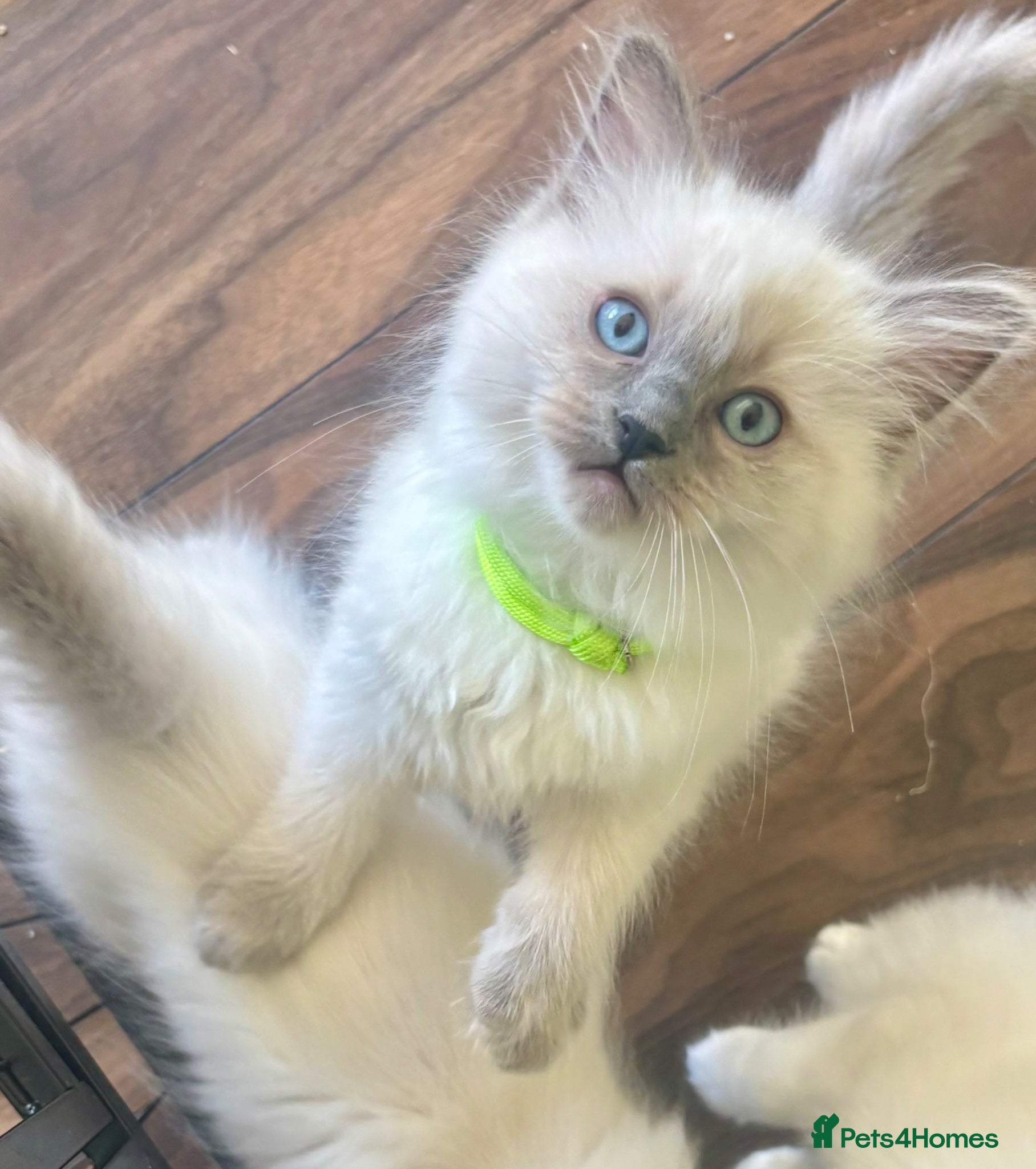 Ragdoll cats PUREBRED RAGDOLL KITTENS *INC VACS & INSURANCE* - Advert 1