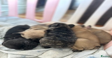 French Bulldog dogs - Advert 1