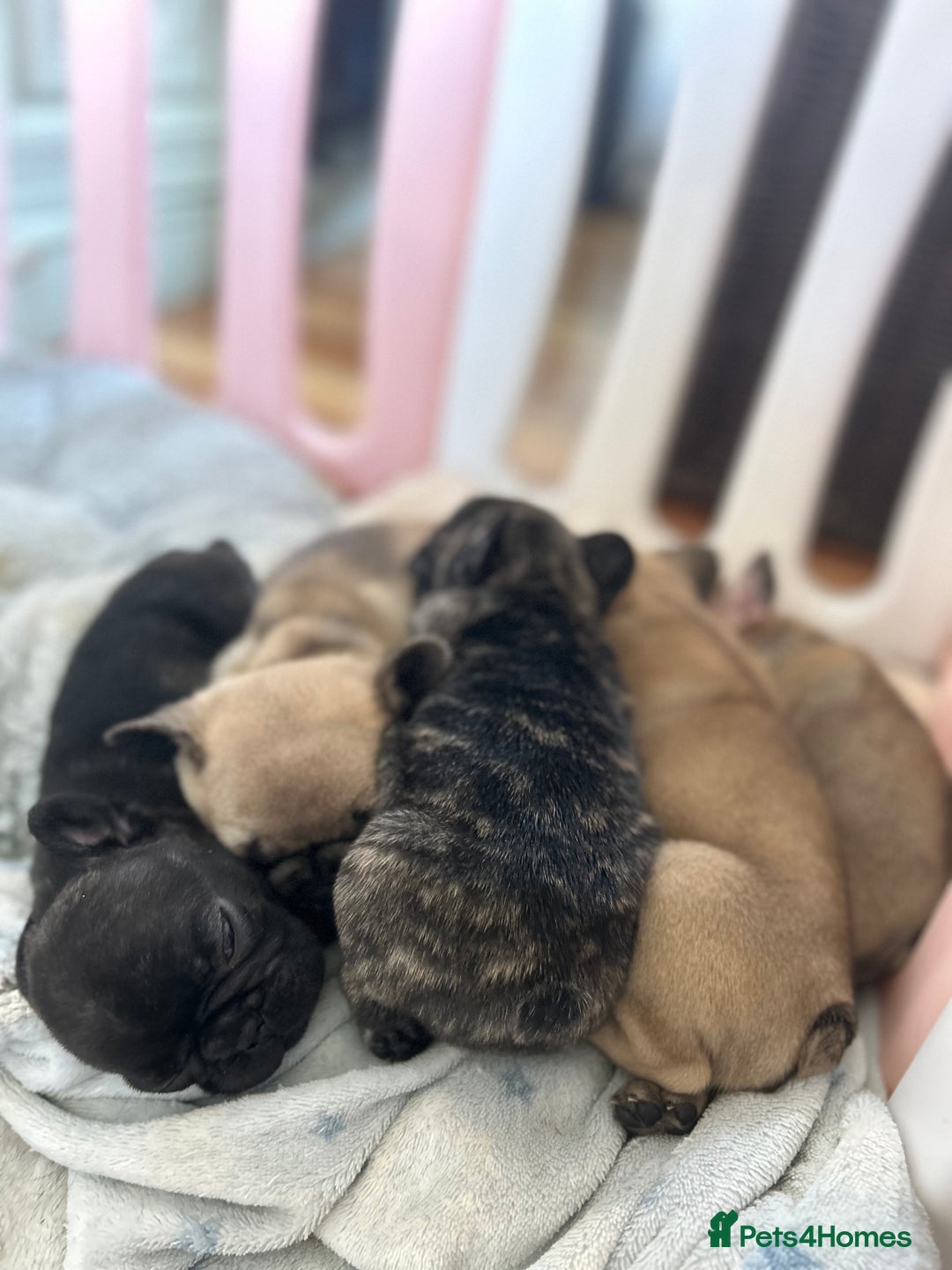 French Bulldog dogs for sale: KC wonderful French Bulldog puppies🐾 - Image 2