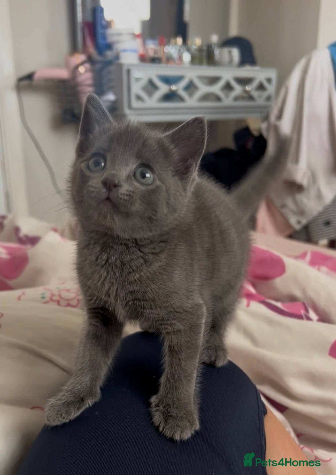 Russian Blue cats Beautiful Russian Blue Type Female Kitten - Advert 11