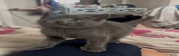 Russian Blue cats for sale: Beautiful Russian Blue Type Female Kitten - Advert 2
