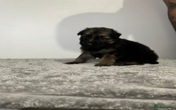 Mixed Breed dogs for sale: German shepherd pups  - Image 5