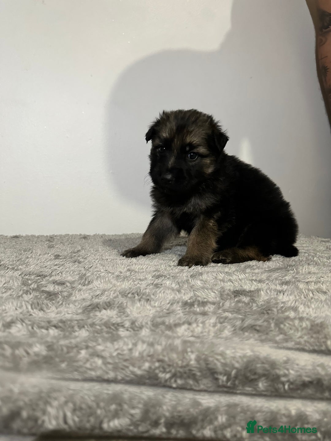 Mixed Breed dogs for sale: German shepherd pups  - Image 5