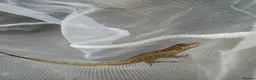 Anole reptiles for sale: Young Sabanus anoles (anolis sabanus) - Advert 2