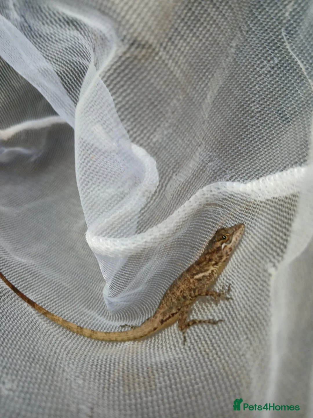 Anole reptiles for sale: Young Sabanus anoles (anolis sabanus) - Advert 2