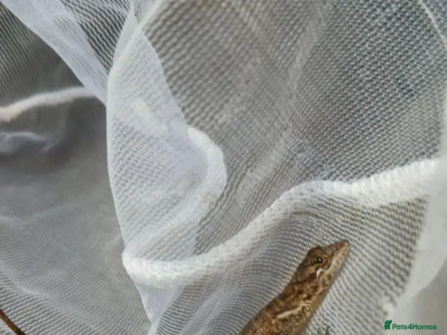 Anole reptiles for sale: Young Sabanus anoles (anolis sabanus) - Advert 2