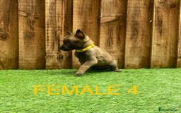 Belgian Shepherd Dog dogs for sale: Beautiful Belgium Malinois pups for sale  - Image 10
