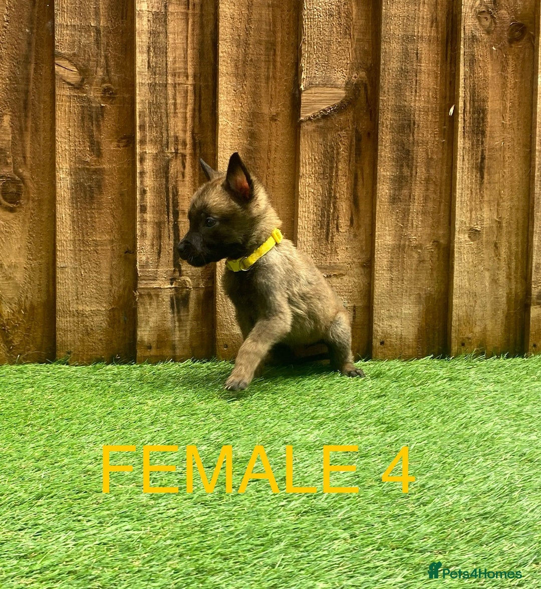 Belgian Shepherd Dog dogs for sale: Beautiful Belgium Malinois pups for sale  - Image 10
