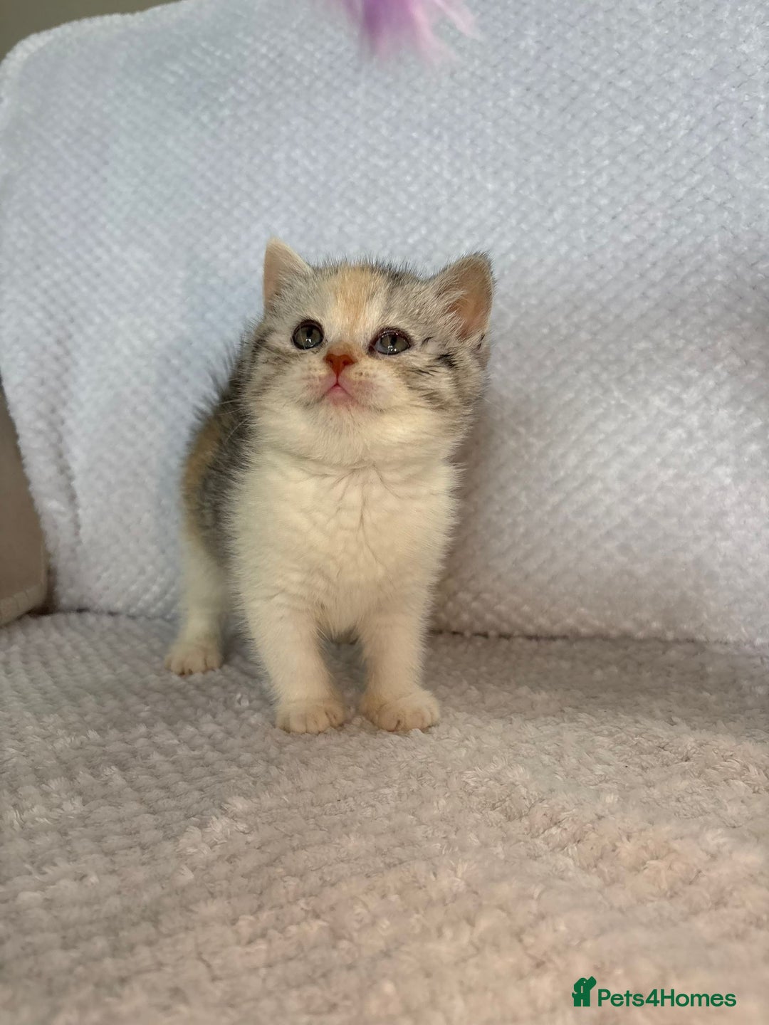 British Shorthair cats for sale: Gorgeous British shorthair kittens  - Advert 20