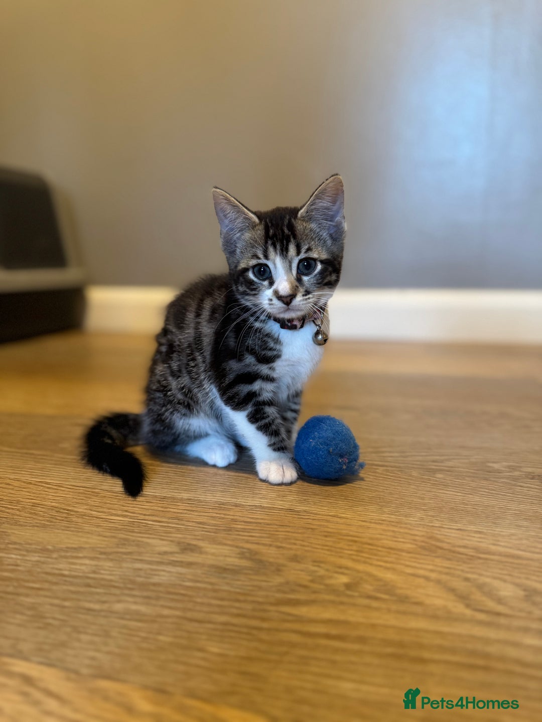 Bengal cats for sale: Ava’s Finest Pure Bengals, THREE Kittens Left. . . in Northampton - Image 31