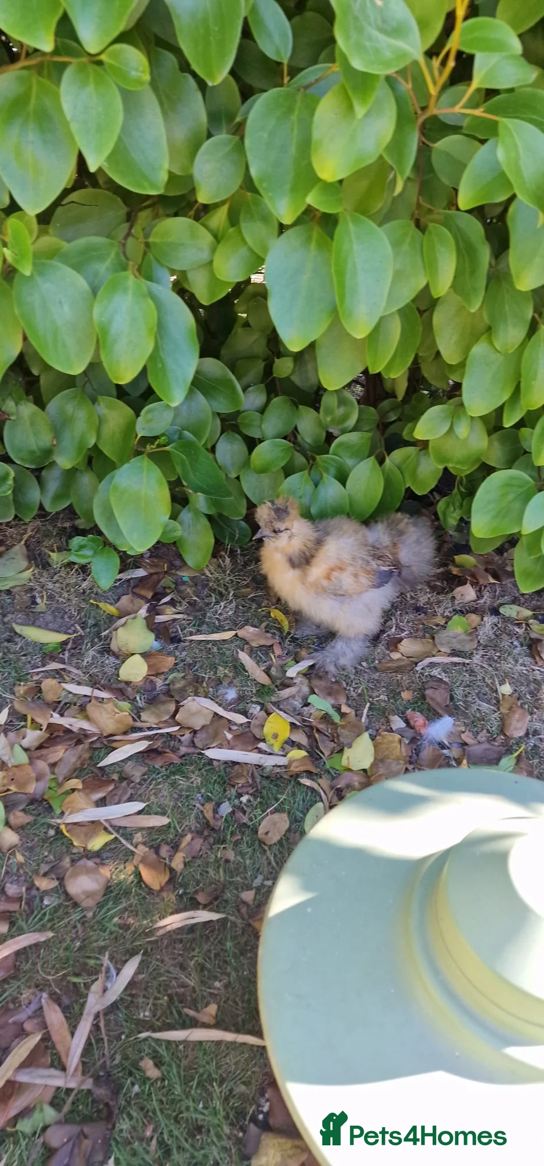 Chickens poultry for sale: Silkie Chicks for Sale  - Advert 5