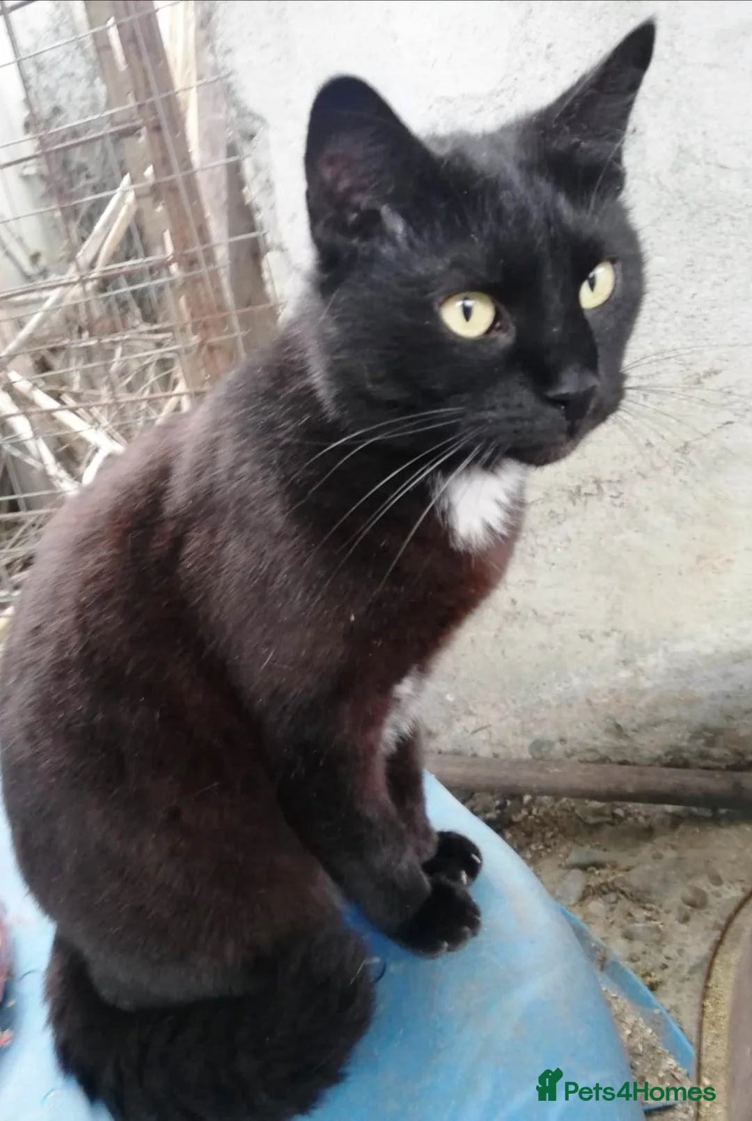 Mixed Breed cats for adoption: 🐾 EL NEGRO – a Lovely Boy for a Loving Home🐾 - Advert 2