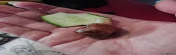 Snails invertebrates for sale: White Jade Giant African Land Snails 2 Months Old  in Southampton - Advert 1
