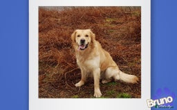 Golden Retriever dogs for stud: KCReg Well Proven Golden Stud, Health & DNA Tested in Wilmslow - Image 3