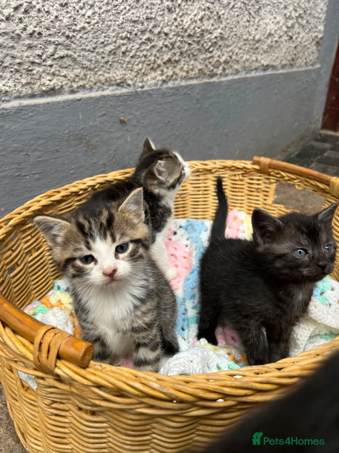 Mixed Breed cats for sale: 3 Kittens for sale  - Advert 1