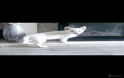 Siberian Husky dogs for sale: Husky puppies - Image 10