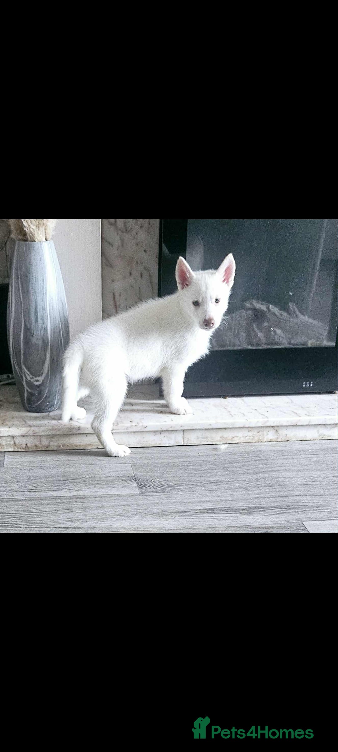 Siberian Husky dogs for sale: Husky puppies - Image 10