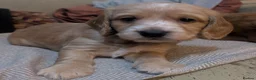 Cocker Spaniel dogs for sale: Cutest Cocker Spaniel Girls - Advert 18
