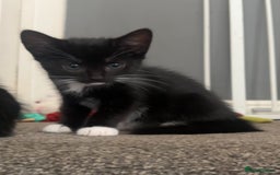 Mixed Breed cats for sale: Lovely kittens - Image 5