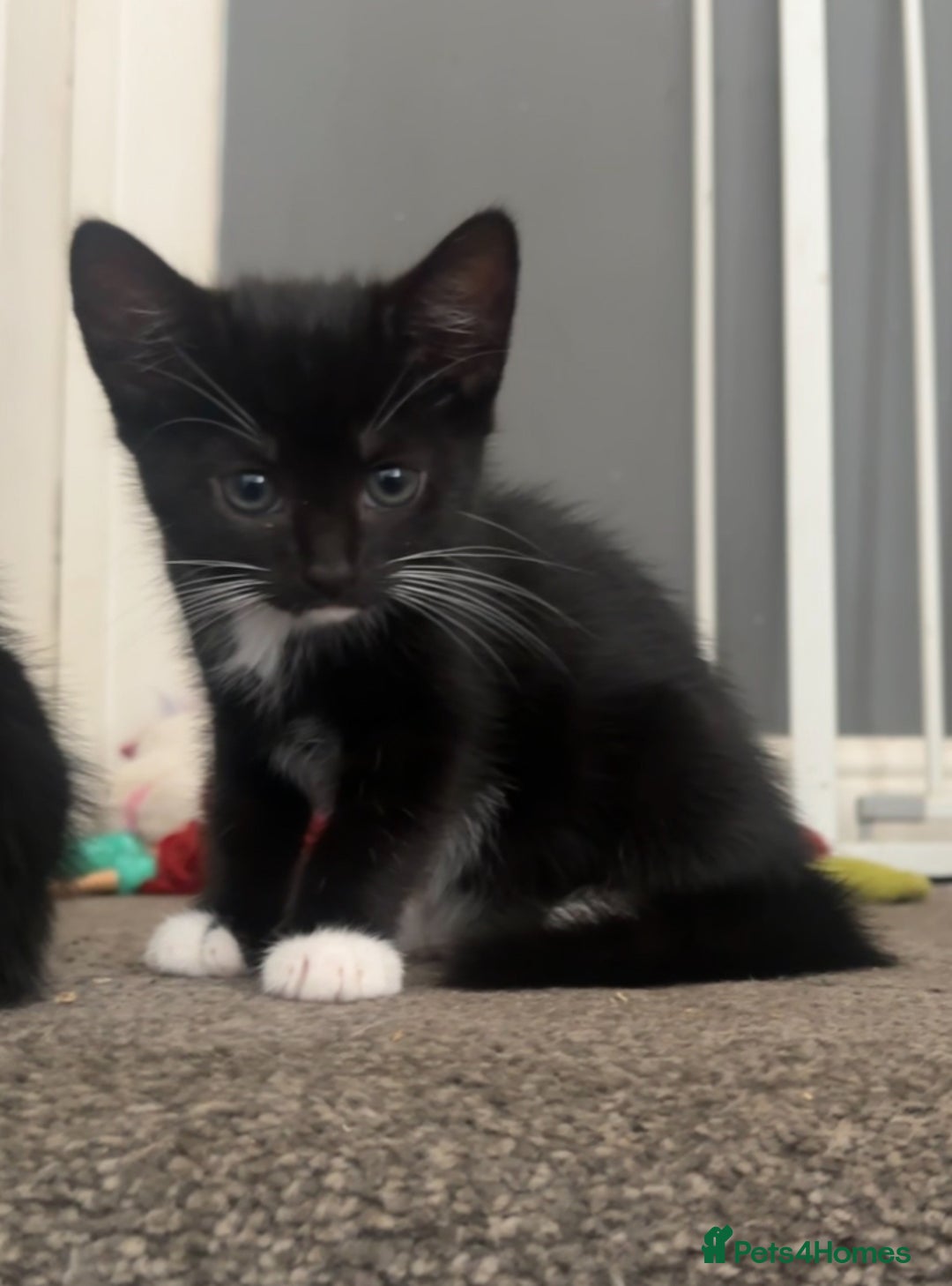 Mixed Breed cats for sale: Lovely kittens - Image 5