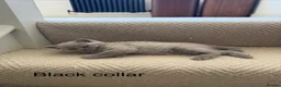 British Shorthair cats for sale: Britsh shorthair  - Advert 17
