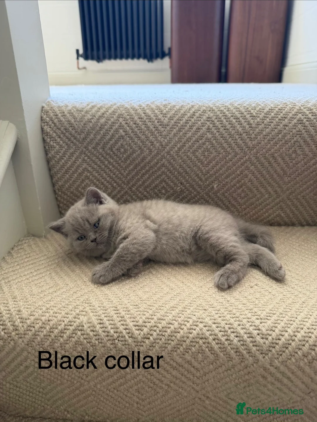 British Shorthair cats for sale: Britsh shorthair  - Advert 17