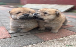 Chow Chow dogs for sale: chow chow puppies  - Image 23