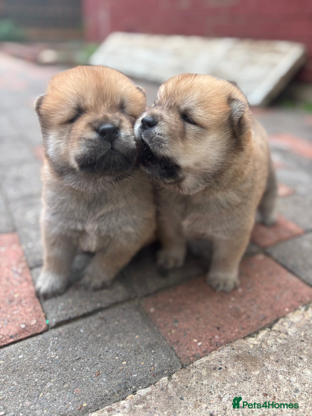 Chow Chow dogs for sale: chow chow puppies  - Image 23