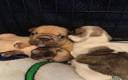 French Bulldog dogs for sale: KC reg French bulldog puppies female & male big➰  - Image 3