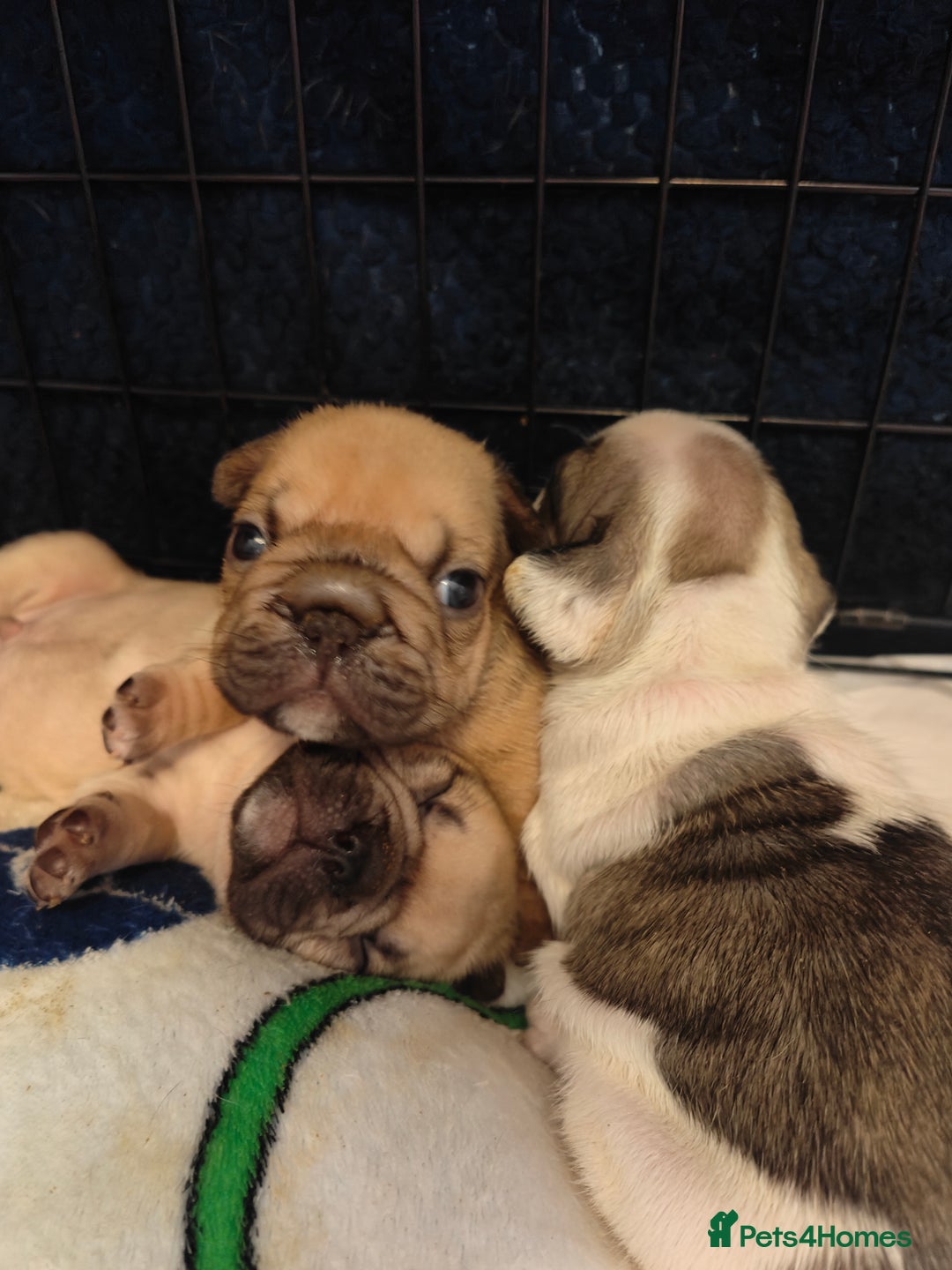 French Bulldog dogs for sale: KC reg French bulldog puppies female & male big➰  - Image 3