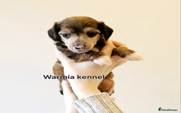Chinese Crested dogs for sale: Last powder puff boy available  - Image 23