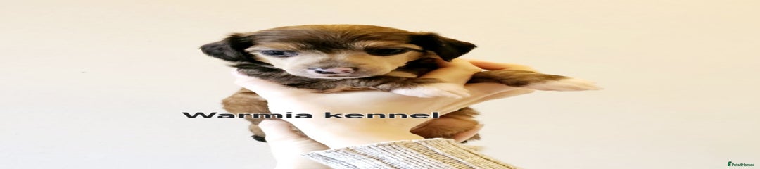 Chinese Crested Puppy 4