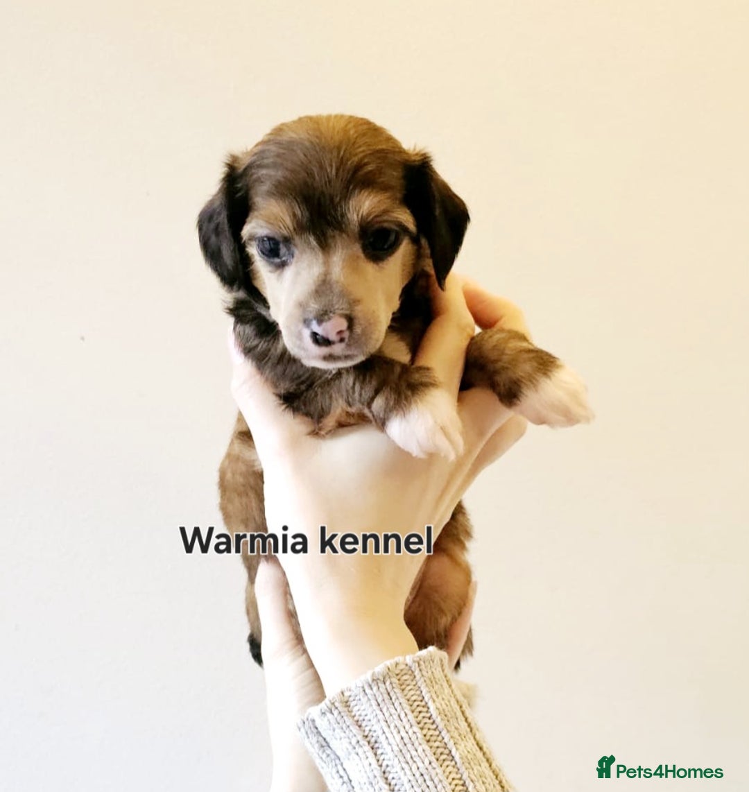 Chinese Crested dogs for sale: Last powder puff boy available  - Image 23