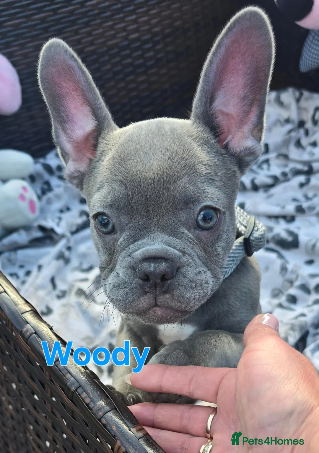 French Bulldog dogs for sale: 💙🐶French Bulldog Puppies💙🐶 - Advert 2