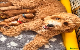 Cavapoochon dogs for sale: Cavapoochon Puppies - Ready 16 October - Image 13