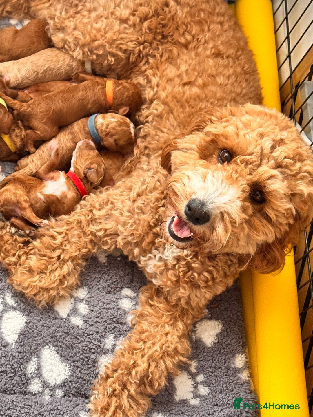 Cavapoochon dogs for sale: Cavapoochon Puppies - Ready 16 October - Image 13